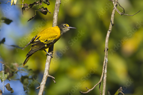 Φωτογραφία Black-hooded oriole immature in Nepal