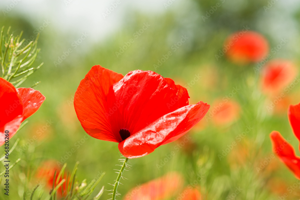 poppy flower on meadow poppy flower on meadow