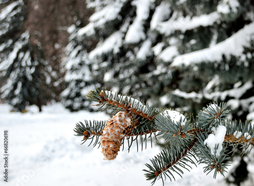 Obraz na plátně fur-tree branch under snow