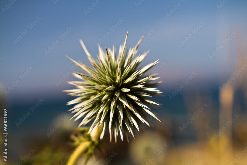 Echinops - globe thistles plant, spherical flower head 