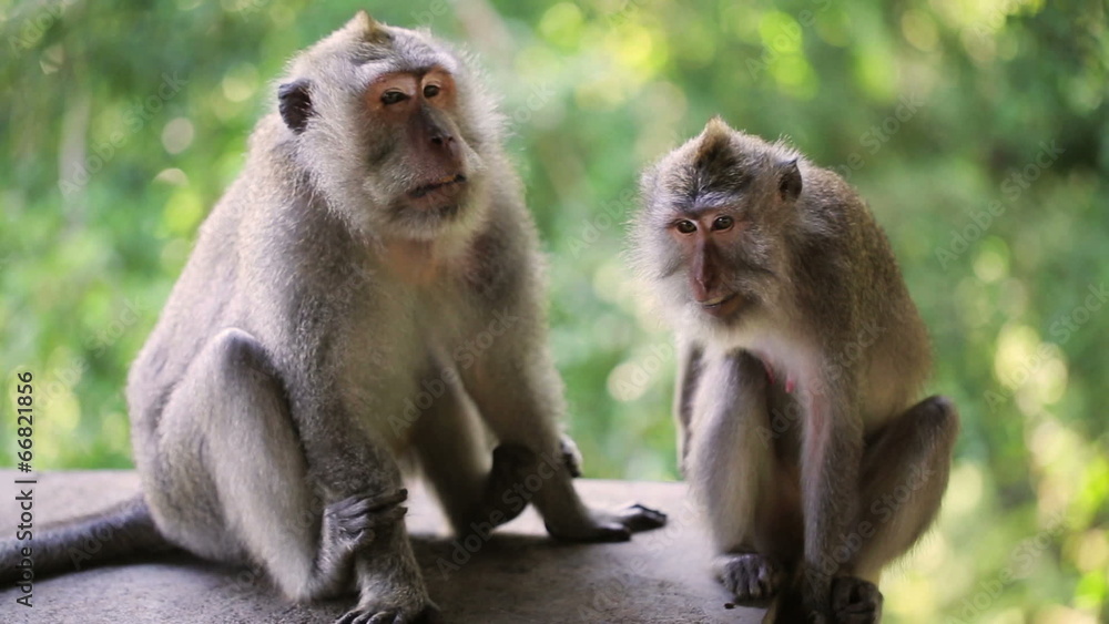 Macaque monkeys sitting in park Macaque monkeys sitting in park