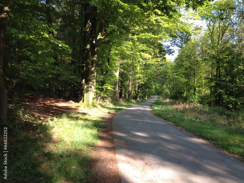 Waldweg Waldweg