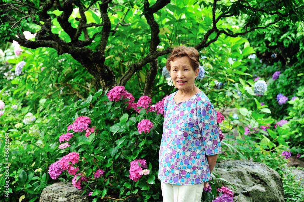 紫陽花の咲く庭と高齢者の女性 紫陽花の咲く庭と高齢者の女性