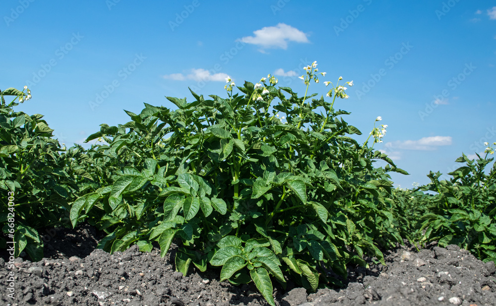 Kartoffelblüte Kartoffelblüte