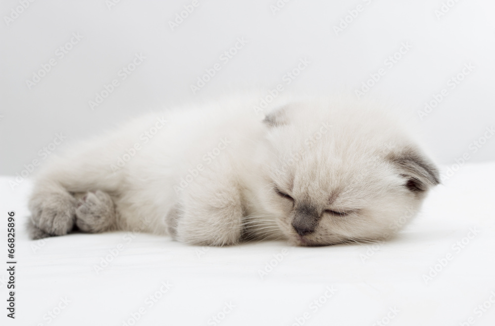 Fototapeta premium kitten sleeps