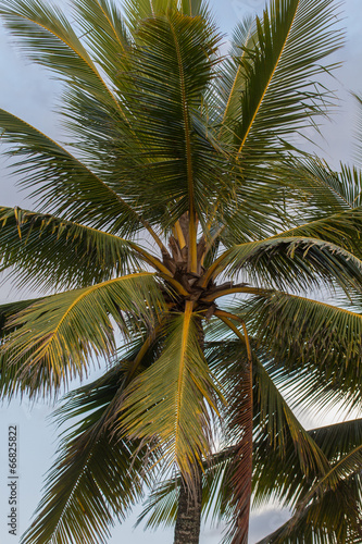 Palm at the beach