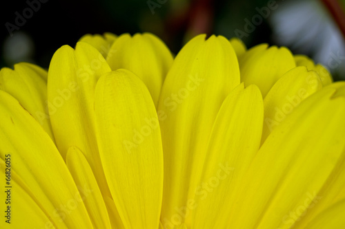 Gelbe Gerbera