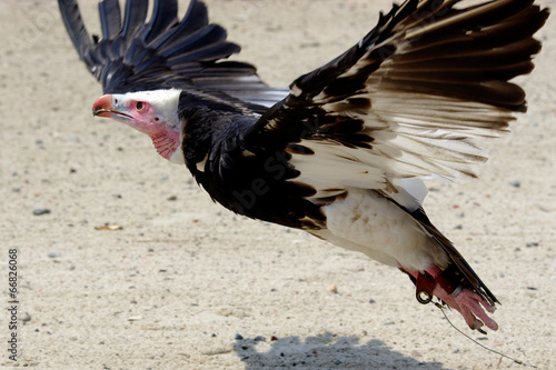 Rapace spicca il volo photo