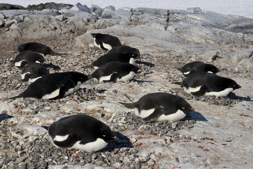 Naklejka premium Adelie penguin colony on one of the Antarctic islands