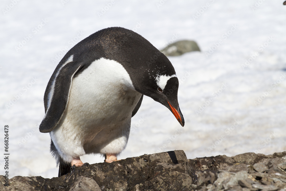 Naklejka premium Gentoo penguin which stands near the new nest
