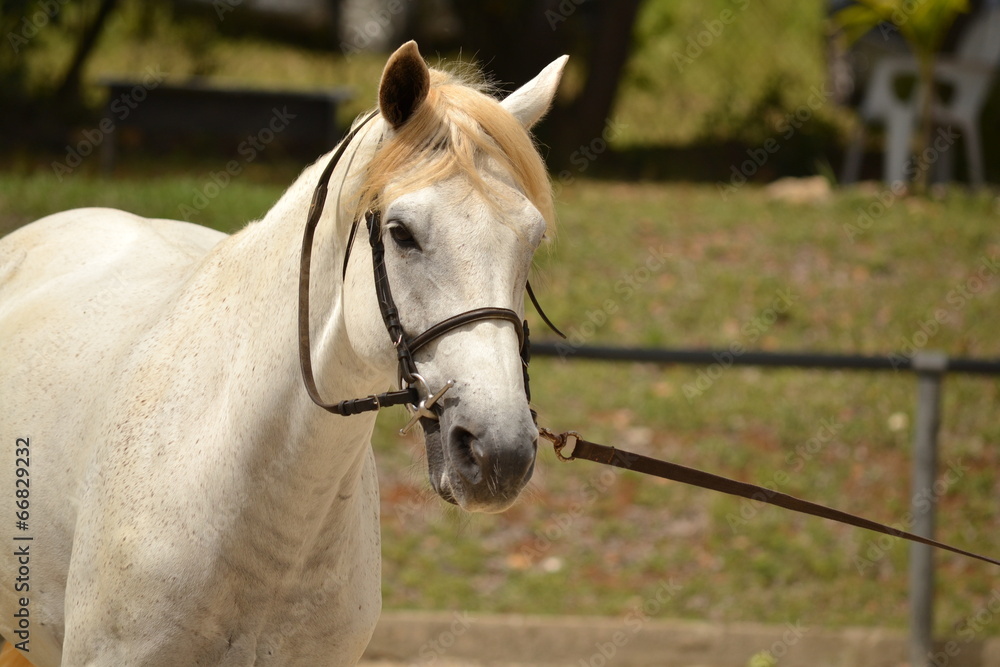 Obraz premium Cheval blanc