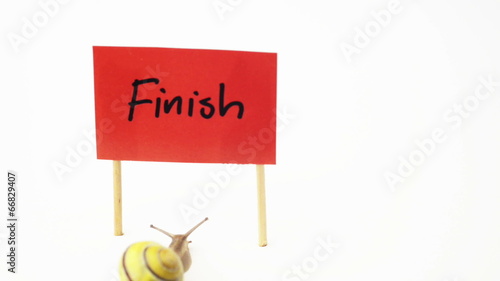 snail crawling over finish line