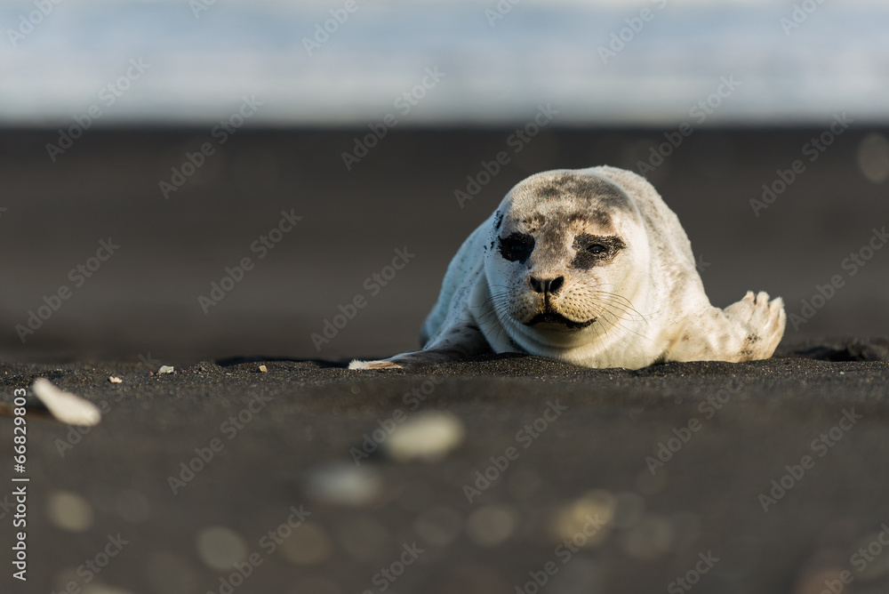 Fototapeta premium Robbe Seehund auf Island, Jökulsarlon
