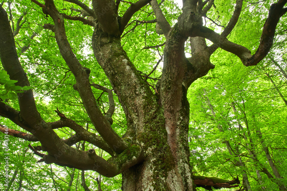 strange tree strange tree