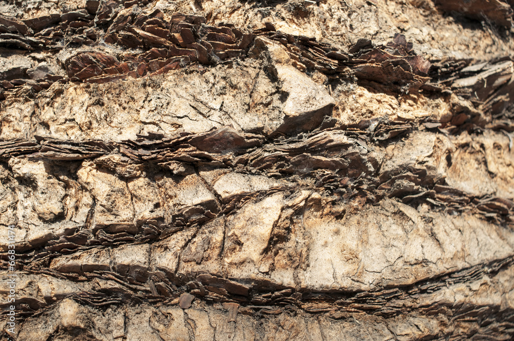 Fototapeta premium Palm bark