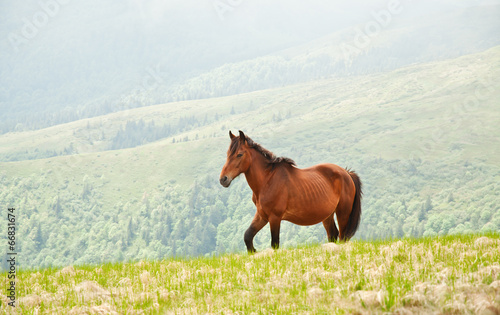 wild horse © Volodymyr Shevchuk