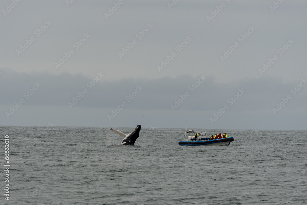 Fototapeta premium Wale Watching - Buckelwal
