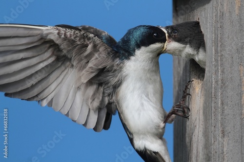 Tree Swallow Feeding Babies