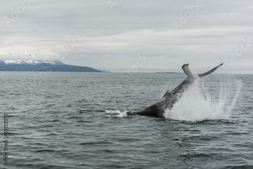 Wale Watching - Buckelwal