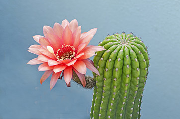 Gordijnen Cactus Bloeiende cactus met roze bloemen  © Dmitry
