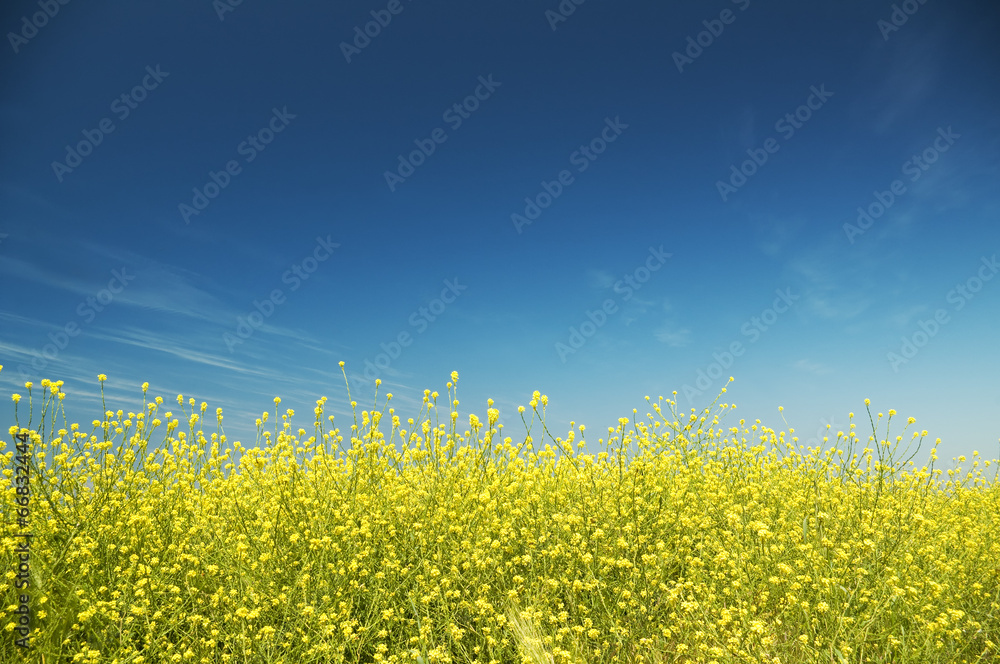 Obraz premium Meadow of rape.