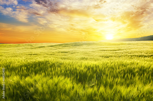 Meadow of wheat on sunset.