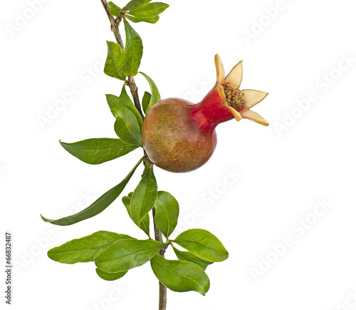 Small pomegranate on branch isolated on white background photo