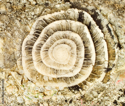 prehistoric fossil