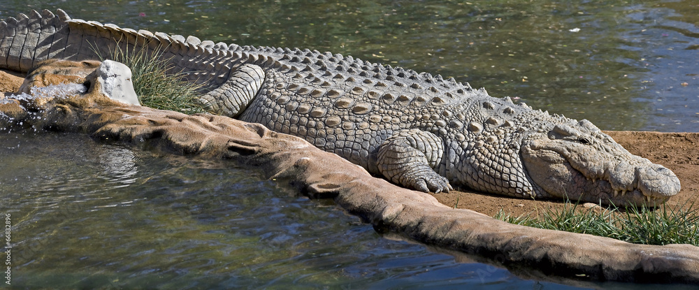 Obraz premium Nile crocodile
