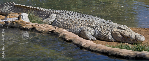 Nile crocodile