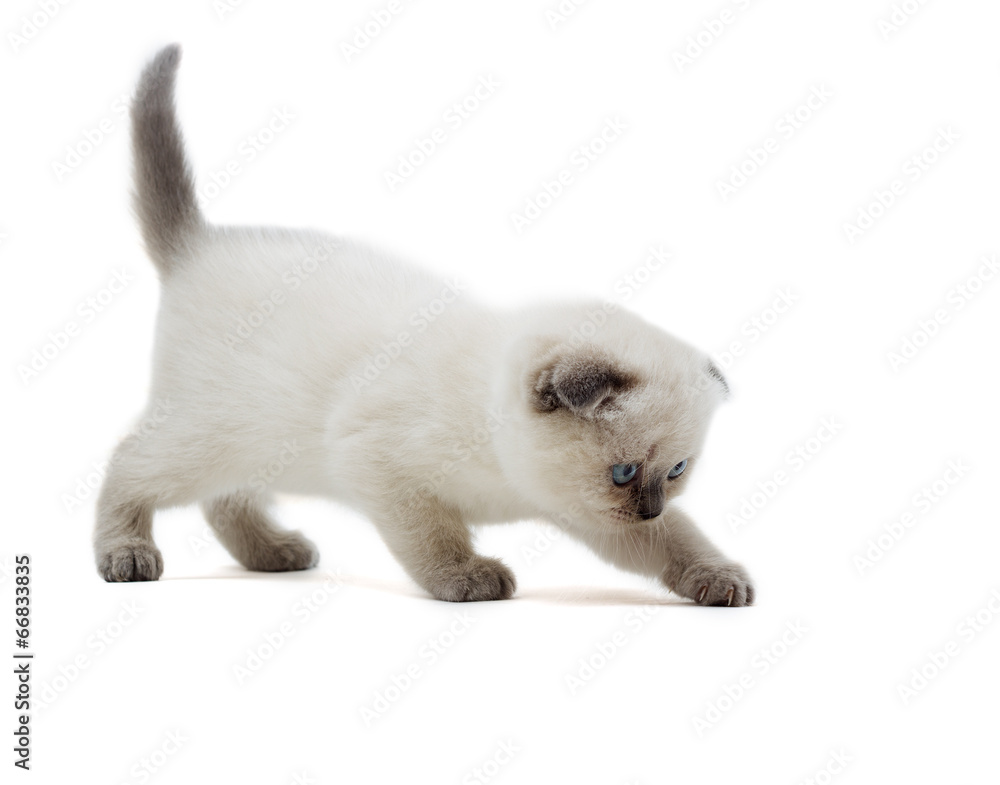 kitten going kitten going