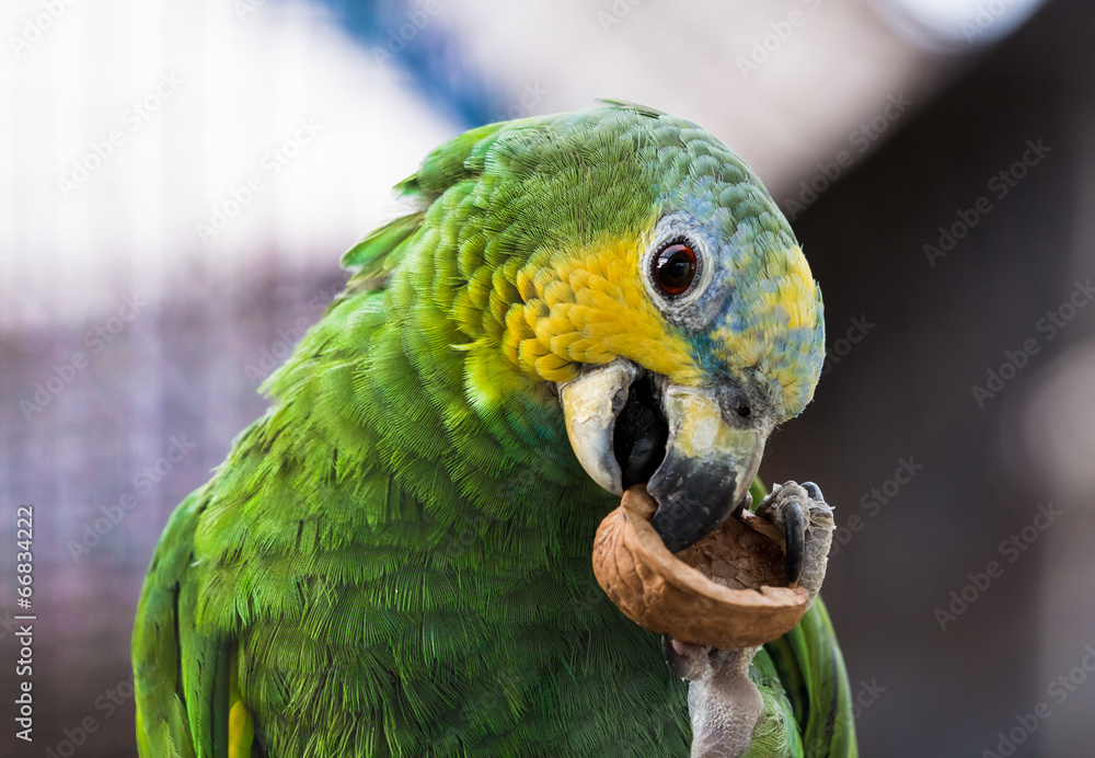 Naklejka premium Amazon parrot
