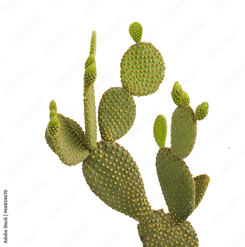 Cactus on white backgraund Cactus on white backgraund