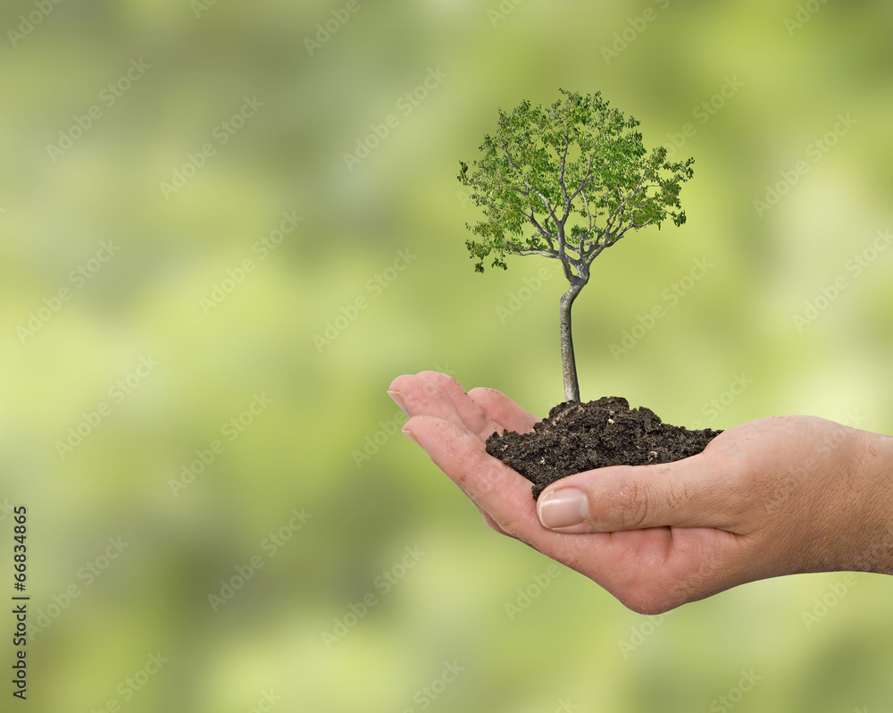 Tree in hand Tree in hand
