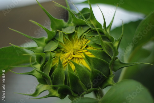 Unbloomed sunflower