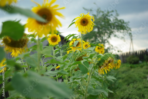 Sunflower