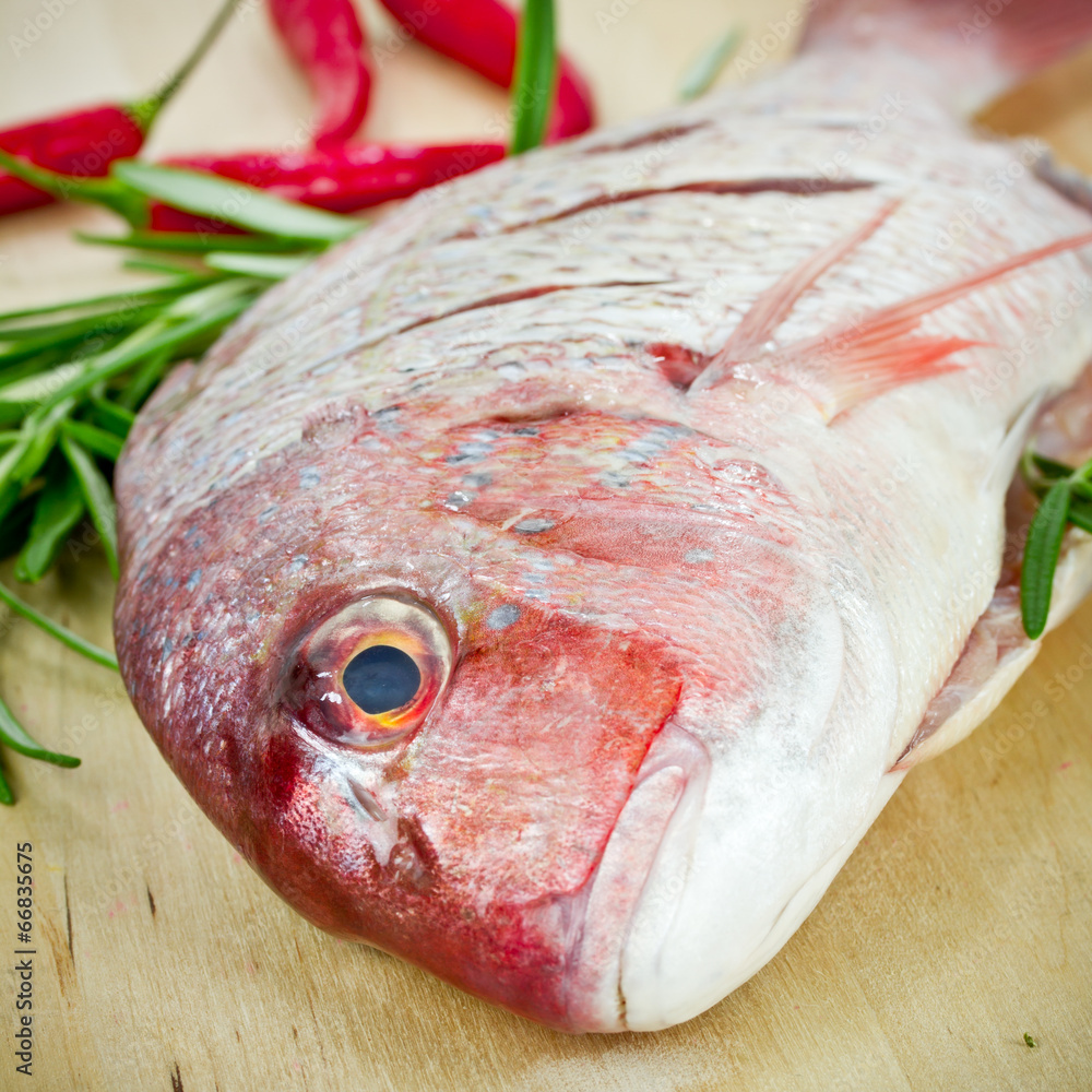 Dorade StockFoto Adobe Stock