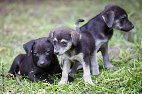 Cute Puppies © Jannis Werner