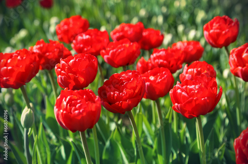Fototapeta Naklejka Na Ścianę i Meble -  Beautiful red tulips