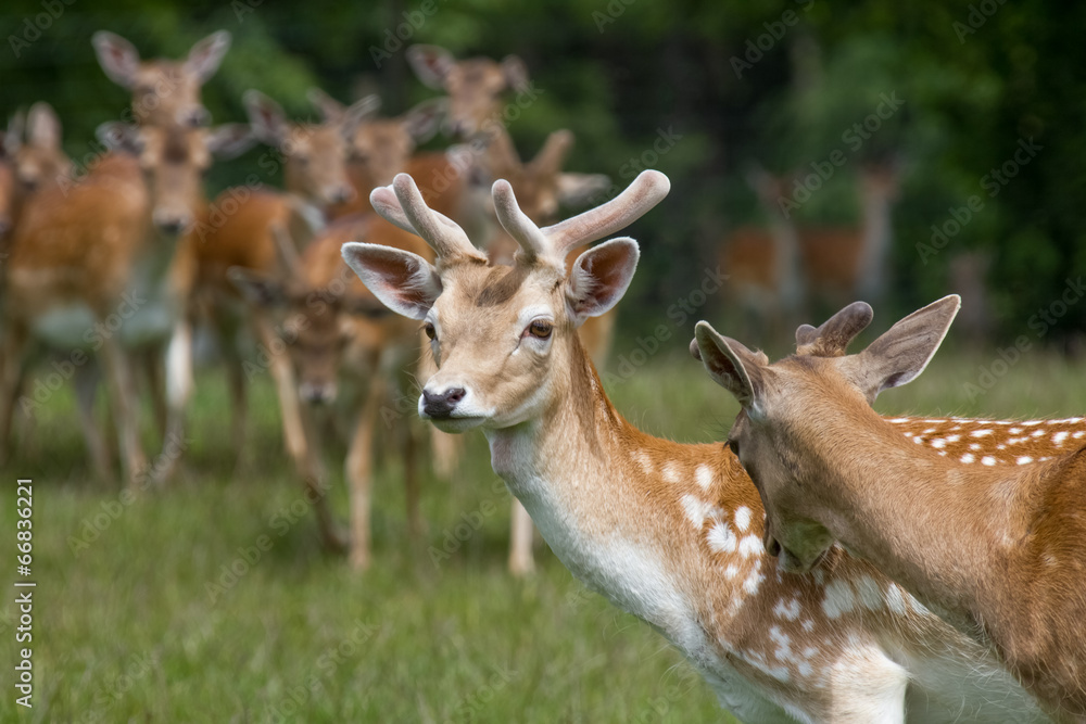 deer on a meadow