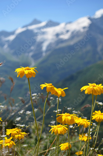 Фотография Yellow flowers with snowbound rocky mountains in background