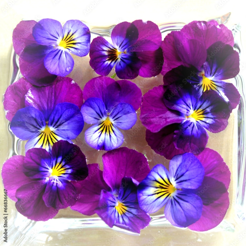 Blütendekoration lila Hornveilchen