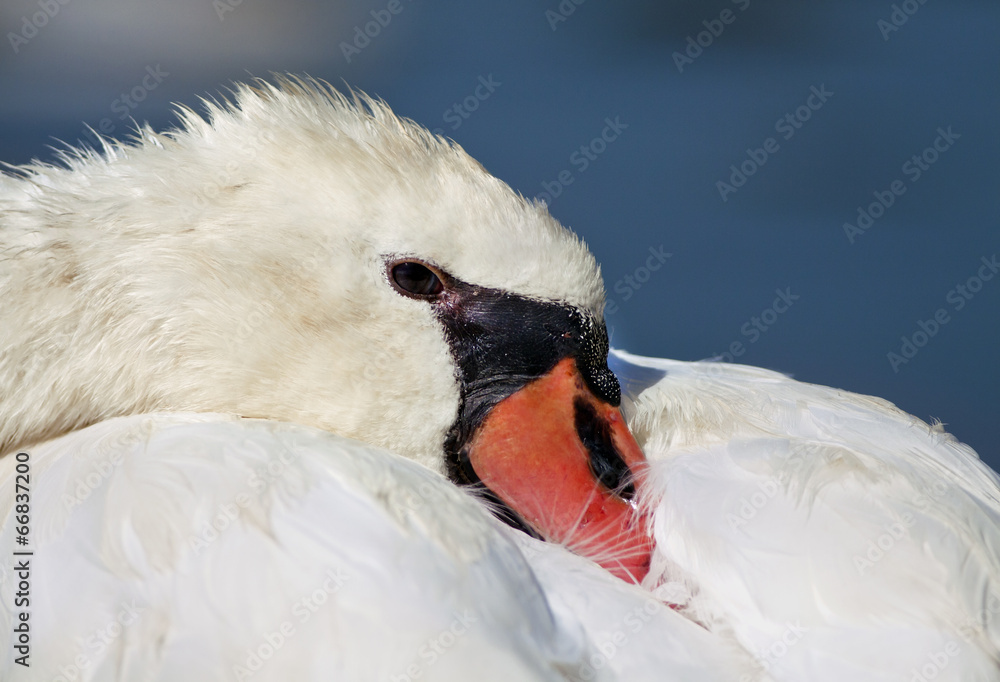 Obraz premium Beautiful swan close-up