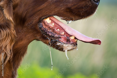 Slimy dog photo