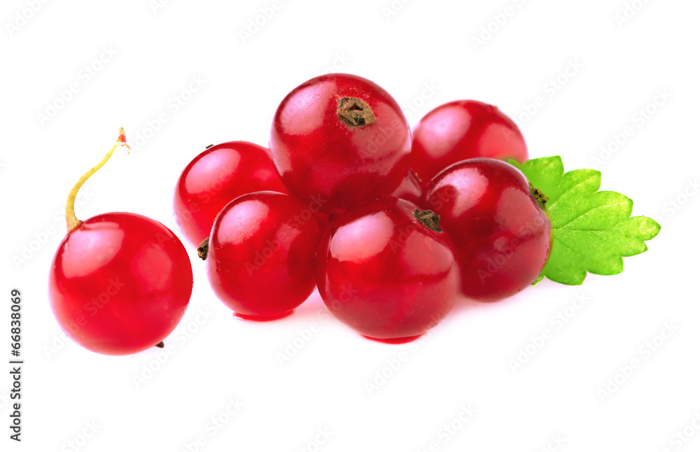Red currant with leaf Red currant with leaf