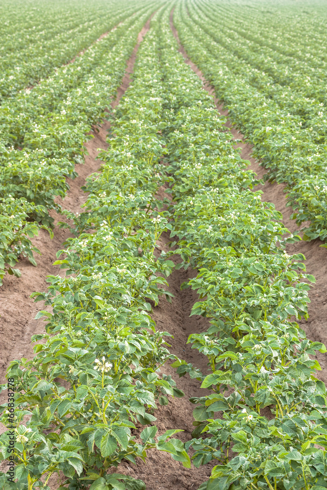 potato field potato field