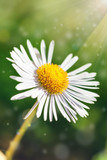Single daisy flower on green bokeh background with sunshine.