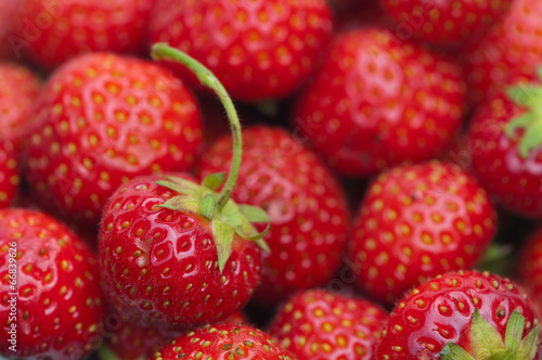 Fototapeta Naklejka Na Ścianę i Meble -  strawberry summer fruit