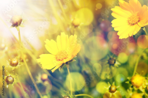 Yellow flowers with sunshine over natural background © Alexander Tarassov