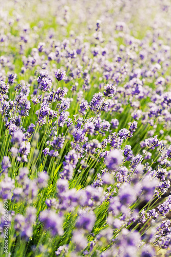 Summer lavender flower field, can be used as background © N.Van Doninck